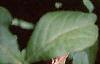 Acanthopanax henryi, leaves