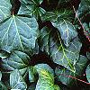 Hedera canariensis 'Ravensholst', leaves