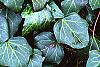 Hedera canariensis 'Ravensholst', leaves