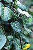 Hedera helix, habit