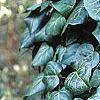 Hedera helix, habit