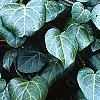 Hedera helix, habit