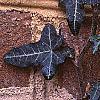 Hedera helix 'Walthamensis', leaves