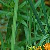 Asclepias tuberosa, flowers