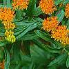Asclepias tuberosa, flowers
