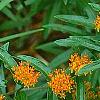 Asclepias tuberosa, flowers
