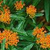 Asclepias tuberosa, flowers