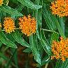 Asclepias tuberosa, flowers