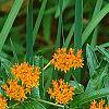 Asclepias tuberosa, flowers