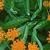 Asclepias tuberosa, flowers