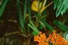 Asclepias tuberosa, flowers