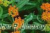 Asclepias tuberosa, flowers