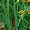 Asclepias tuberosa, flowers