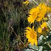 Balsamorhiza deltoidea, habit