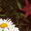 Leucanthemum x superbum 'Snow Lady', flowers