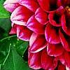 Dahlia 'Dati' (Dalina® Midi Mariana), flowers