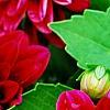 Dahlia 'Dati' (Dalina® Midi Mariana), flowers