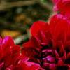 Dahlia 'Dati' (Dalina® Midi Mariana), flowers