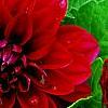Dahlia 'Dati' (Dalina® Midi Mariana), flowers