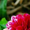 Dahlia 'Dati' (Dalina® Midi Mariana), flowers