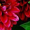 Dahlia 'Dati' (Dalina® Midi Mariana), flowers