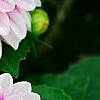 Dahlia 'Maxi Colima' (Dalina® Grande Colima), flowers