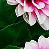 Dahlia 'Maxi Colima' (Dalina® Grande Colima), flowers