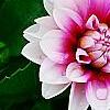 Dahlia 'Maxi Colima' (Dalina® Grande Colima), flowers
