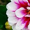 Dahlia 'Maxi Colima' (Dalina® Grande Colima), flowers