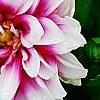 Dahlia 'Maxi Colima' (Dalina® Grande Colima), flowers
