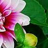 Dahlia 'Maxi Colima' (Dalina® Grande Colima), flowers