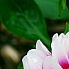 Dahlia 'Maxi Colima' (Dalina® Grande Colima), flowers