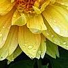 Dahlia 'Toluca' (Dalina® Grande Toluca), flowers