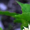 Dahlia 'Toluca' (Dalina® Grande Toluca), flowers