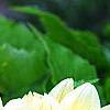Dahlia 'Toluca' (Dalina® Grande Toluca), flowers