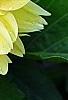 Dahlia 'Toluca' (Dalina® Grande Toluca), flowers
