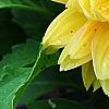 Dahlia 'Toluca' (Dalina® Grande Toluca), flowers