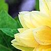 Dahlia 'Toluca' (Dalina® Grande Toluca), flowers