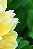 Dahlia 'Toluca' (Dalina® Grande Toluca), flowers