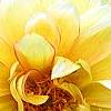 Dahlia 'Toluca' (Dalina® Grande Toluca), flowers