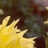 Dahlia 'Grand Prix', flowers