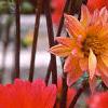 Dahlia 'Karma Fuchsiana', flowers