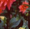 Dahlia 'Karma Fuchsiana', flowers