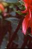 Dahlia 'Karma Fuchsiana', flowers
