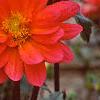 Dahlia 'Karma Fuchsiana', flowers
