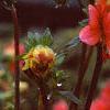 Dahlia 'Karma Fuchsiana', flowers
