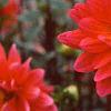 Dahlia 'Karma Fuchsiana', flowers