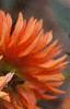 Dahlia 'Ludwig Helford', flowers