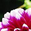 Dahlia 'Mystery Day', flowers