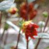 Dahlia 'Pfitzer's Joke', flowers